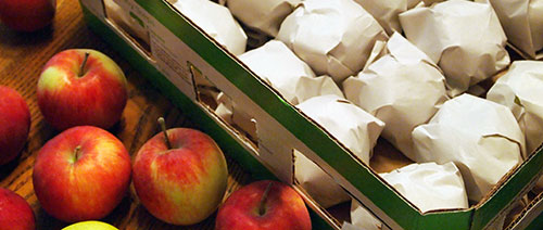 Хранение яблок на зиму
