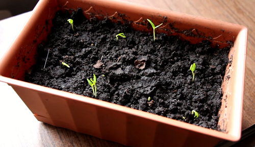 Как посадить и вырастить перец дома