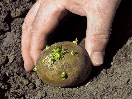 Проращивание картофеля перед посадкой правильно